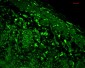 HO-1 Antibody